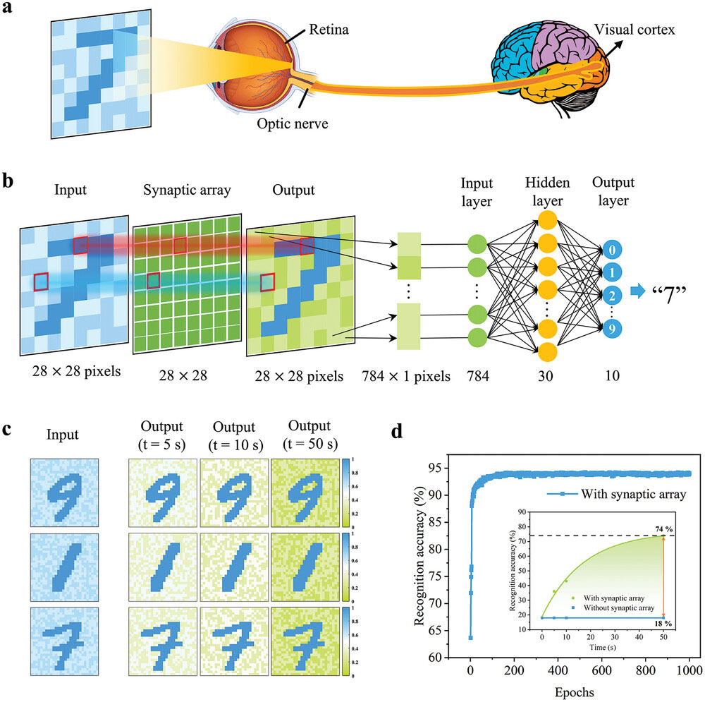 Image recognition with preprocessing based on the photonic synapse