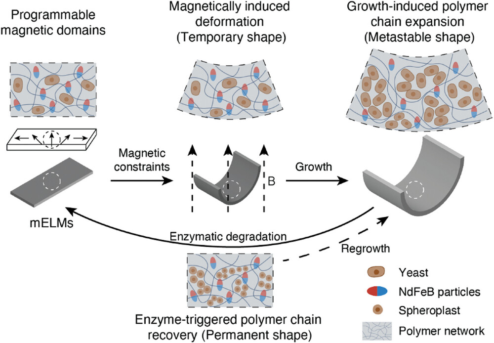 Schematic illustration showing the reconfigurable growth of mELMs for shape manufacturing