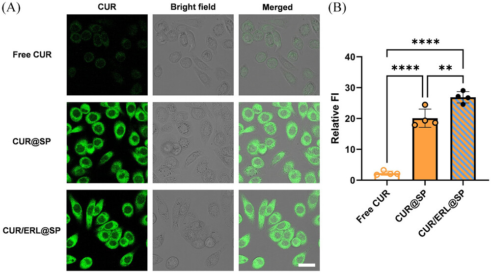 Observation on intracellular CUR by CLSM imaging