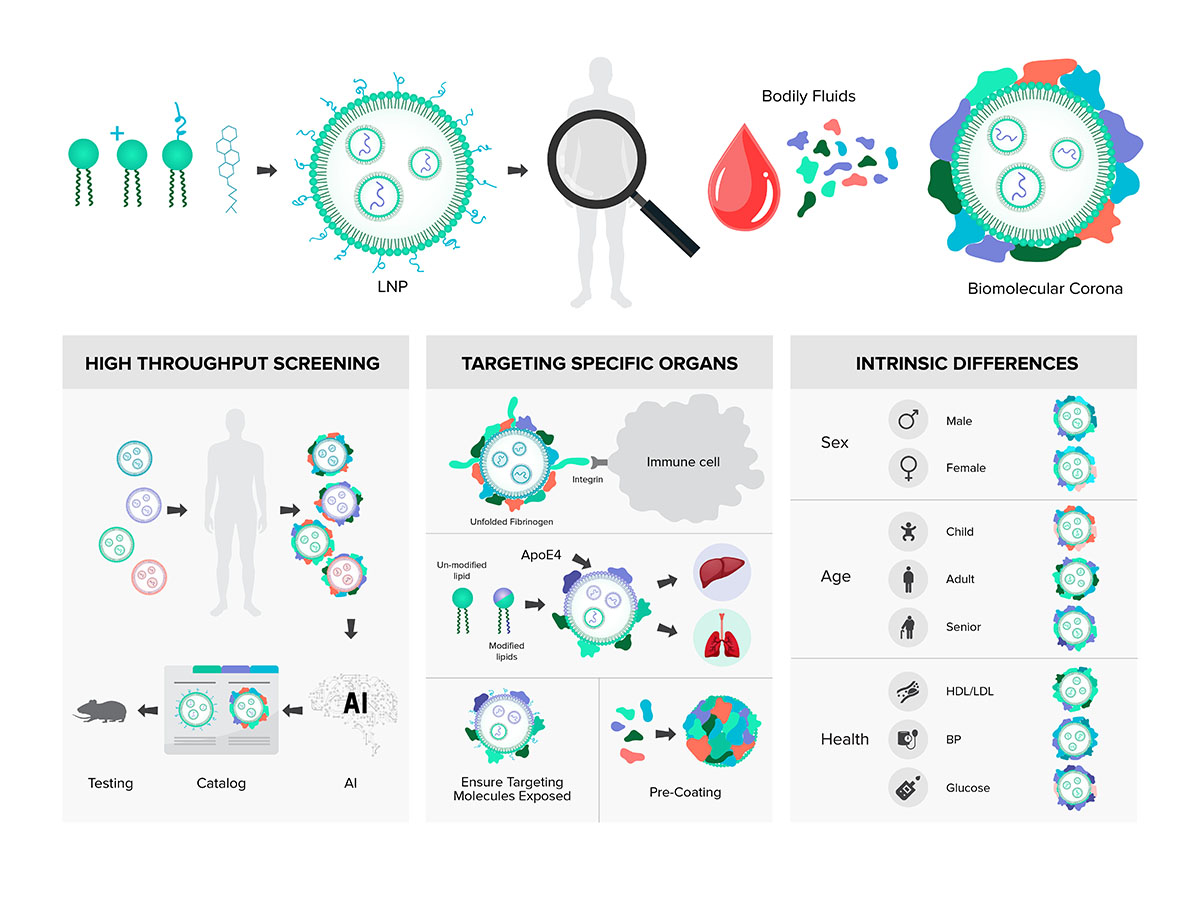An illustrative scheme demonstrating how insights into the biomolecular corona can effectively tackle the fundamental (pre)clinical challenges associated with lipid nanoparticles