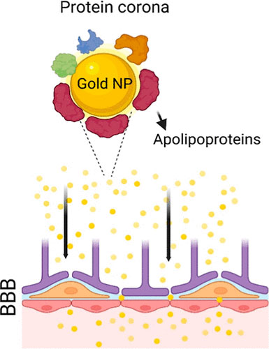 CNM-Au8 gold nanocatalysts exhibit a unique protein corona composition that enables them to cross the blood-brain barrier