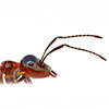 ant-antennae