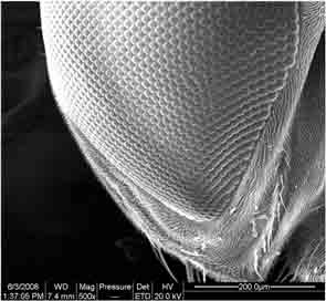 nanocrystallized surface