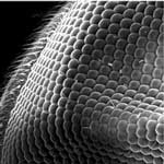 eye_of_a_fly