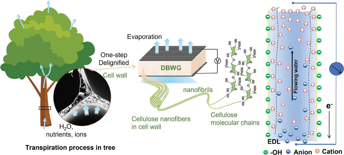 Schematic illustration of preparation and mechanism of delignified balsa wood-based water evaporation-induced generator