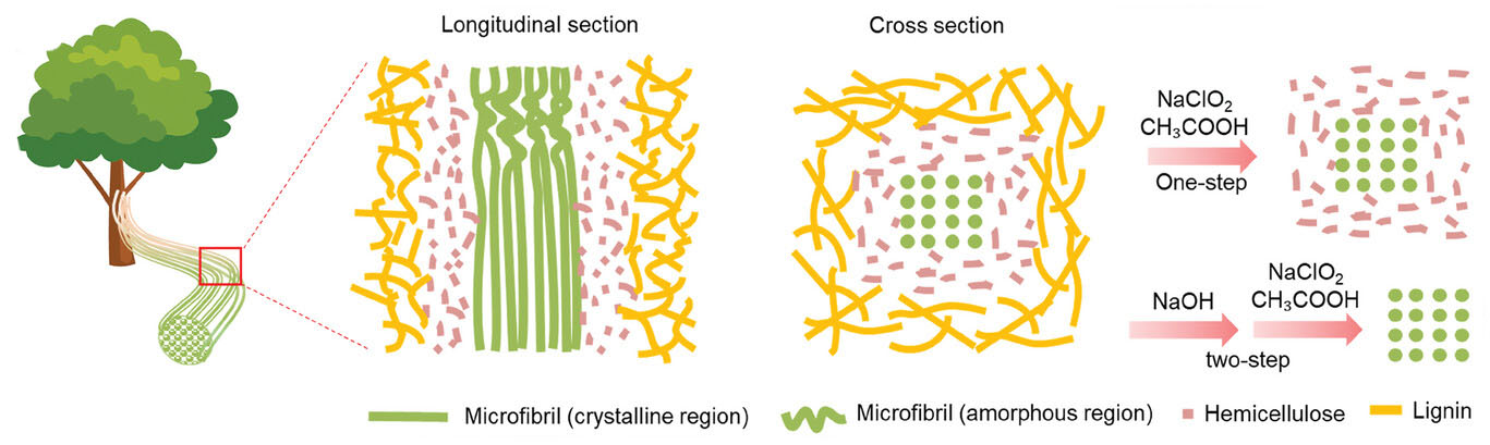 Cellulose fibrils consisting of crystalline and amorphous regions were embedded in lignin and hemicellulose matrix