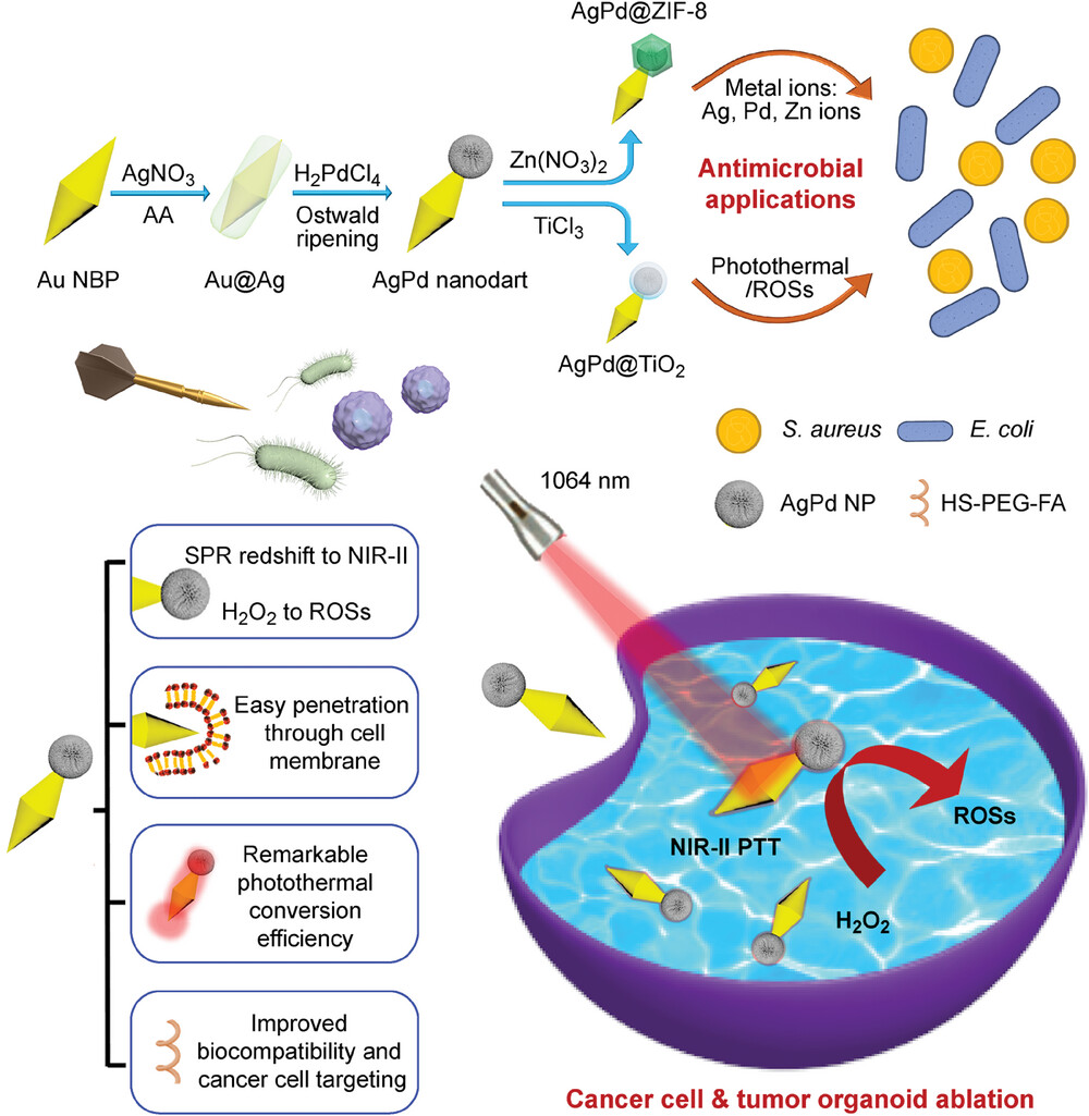 Schematic illustration of the synthetic route of the nanodart family and their applications for NIR-II-excited photothermal–catalytic synergetic cancer cell and tumor organoid ablation and antimicrobial effects.