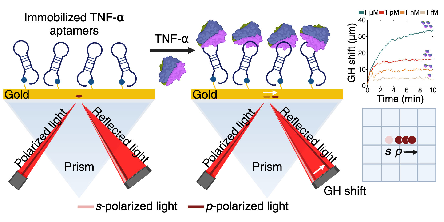 Goos–Hänchen-aptasensing of TNF-α