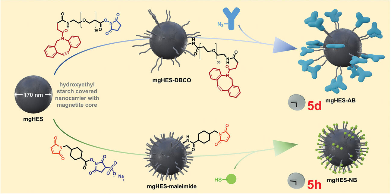 Replacement of the previously reported antibody-based system with a nanobody-based nanocarrier system leads to a significantly reduced functionalization time while maintaining targeting properties