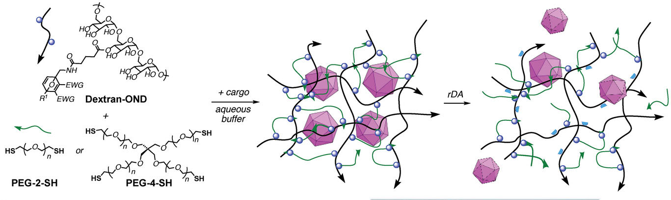Schematic representation of formation and degradation of dextran-oxanorbornadiene/PEG-SH hydrogels
