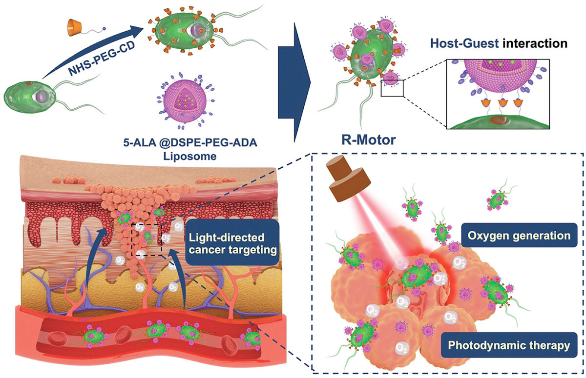 Scheme showing a bionic micromotor with backpacks (R-motor) developed by conjugating ADA-modified liposome (loaded with a photosensitizer) on the surface of CD-modified C. reinhardtii through host–guest interaction, which precisely targets and accumulates at the tumor site, producing oxygen while simultaneously enabling photodynamic therapy (PDT) for tumor treatment.