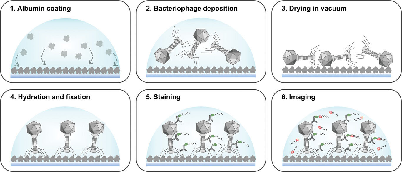 Preparation scheme of the T4 bacteriophage sample for DNA-PAINT imaging.