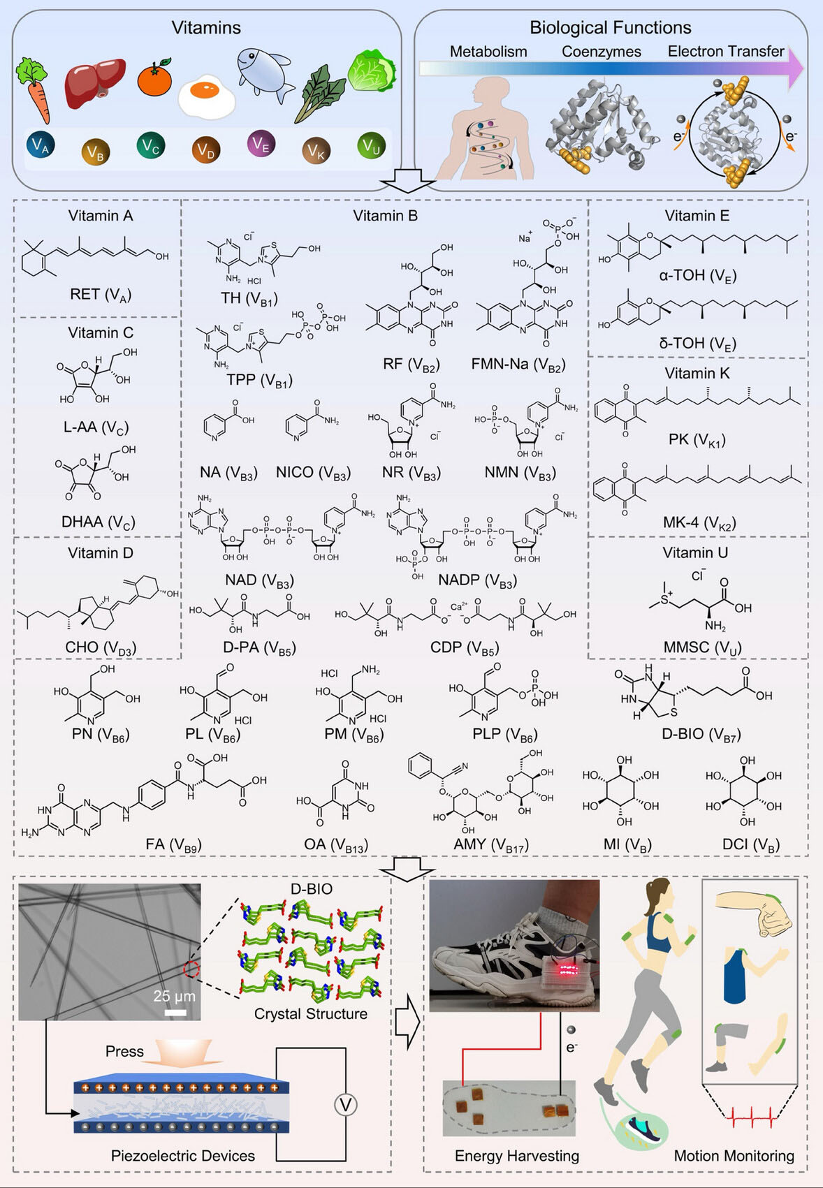 Natural sources and biological functions (PDB entry 4PU0) of vitamin molecules