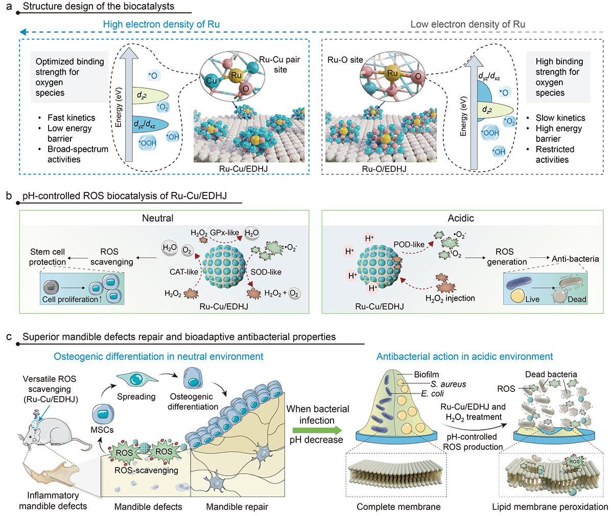 Structure design and biocatalytic properties of Ru-Cu/EDHJ