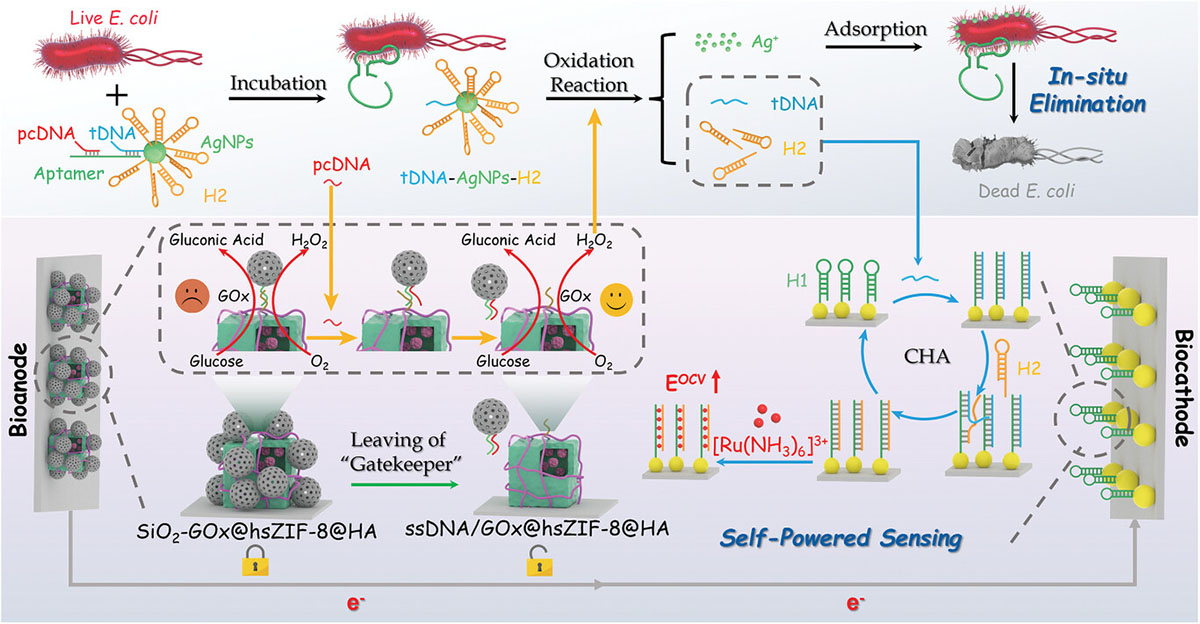 Schematic illustration of EBFCs-based self-powered biosensor for detection and in situ elimination of E. coli based on hollow MOF nanoreactors combined with CHA amplification.