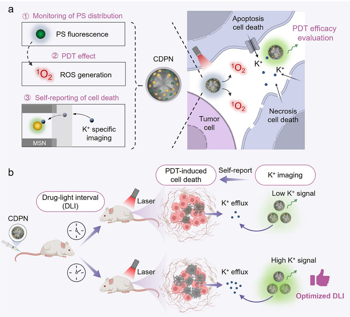 Designing cell death self-reporting theranostic nanoagents facilitates real-time monitoring of tumor responses and enables dynamic optimization of therapeutic strategies
