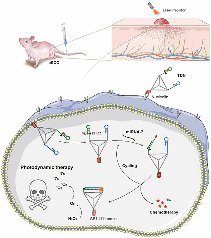 Schematic diagram of the working principle of the tetrahedra DNA nanomachine precisely targeting nucleolin protein overexpressed on the surface of tumor cell membrane and specifically responding to miRNA to achieve combined photodynamic and chemotherapy in cSCC tumor.