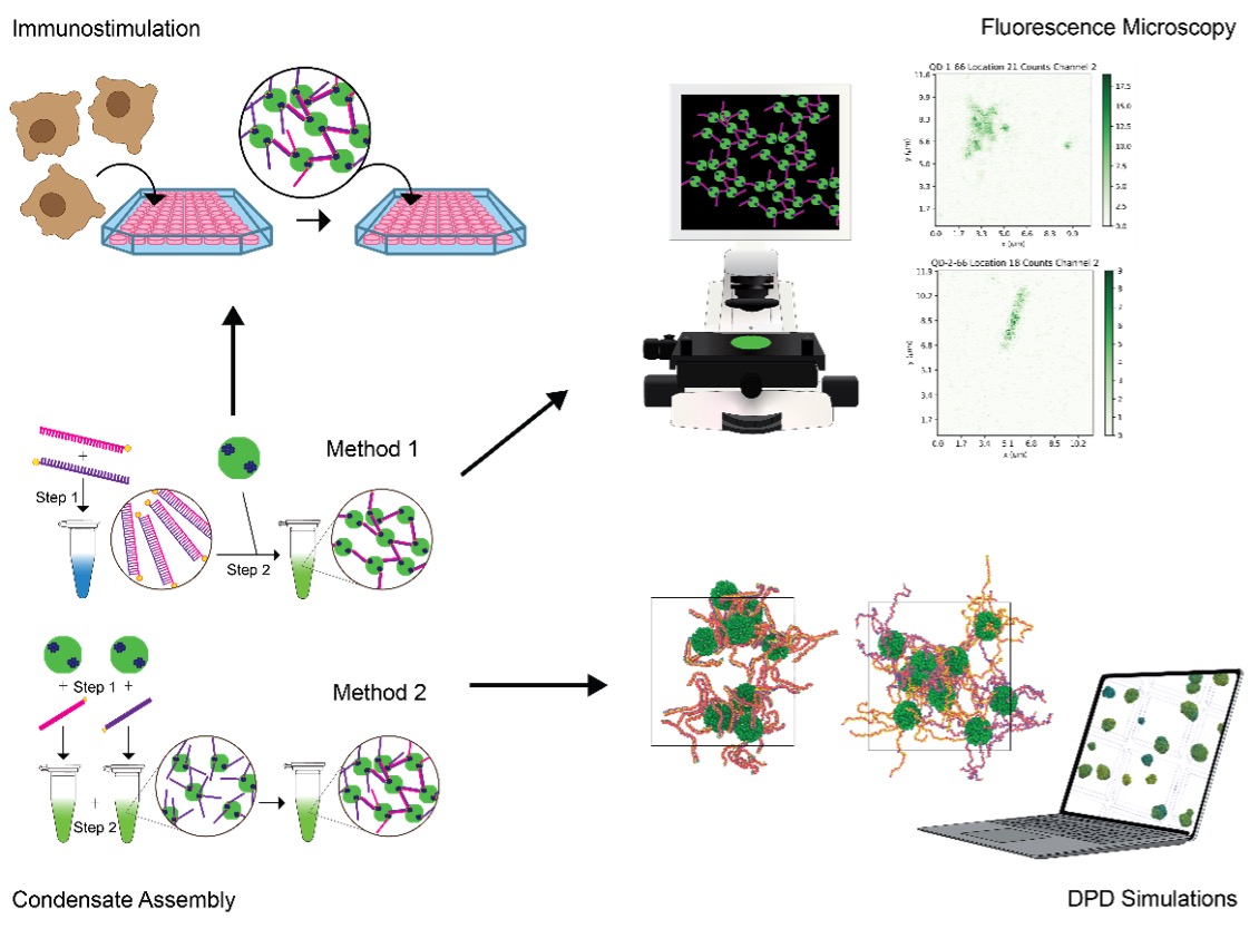 Design and Characterization of DNA-Driven Condensates