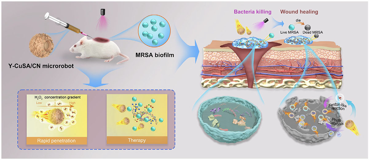 Schematic representation of Cu single-atommicrorobots (Y-CuSA/CN) for enhanced penetration and eradication of MRSA bacterial biofilms