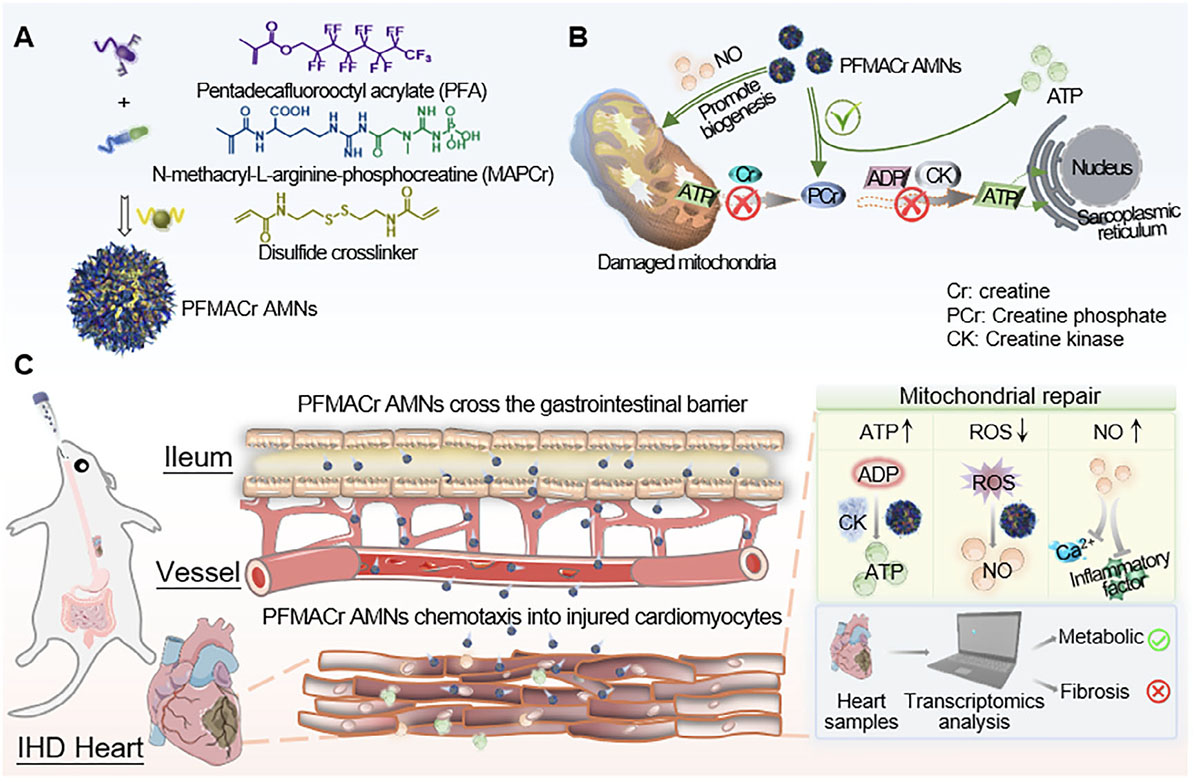 chematic illustration of the preparation and oral administration of the PFMACr artificial mitochondrial nanorobots