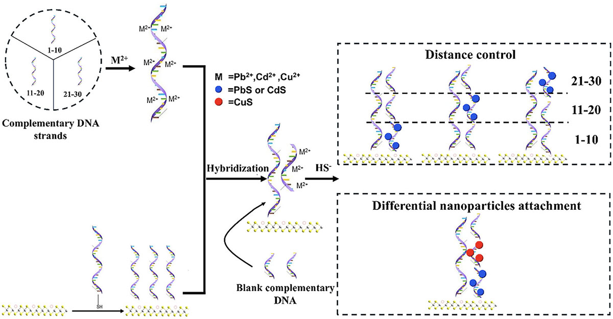 Schematic illustration of DNA-templated assembly of metal sulfide nanoparticles onto 2D MoS2 surfaces, enabling spatially controlled construction of mixed-dimensional heterostructures with tunable optoelectronic properties.