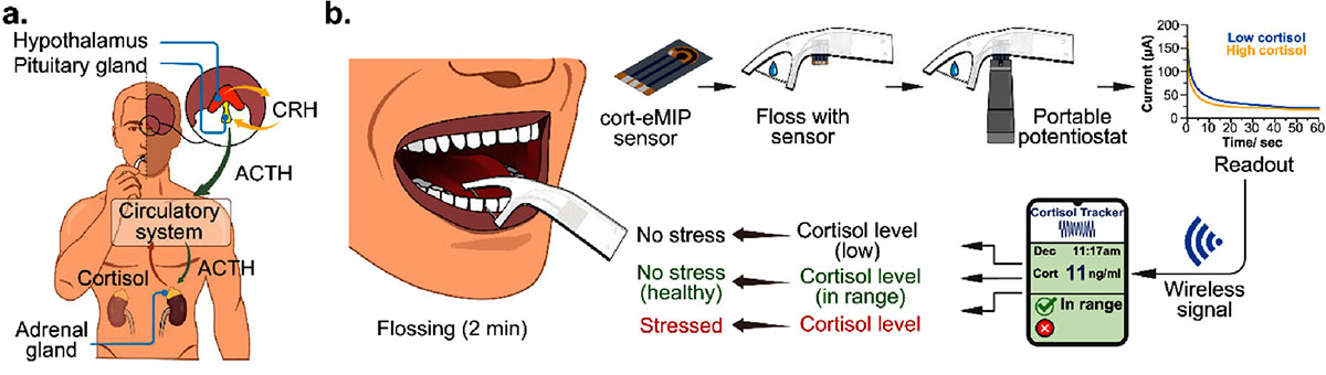 Saliva-Sensing Dental Floss