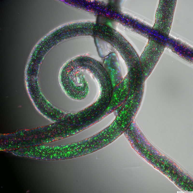 Fluorescence microscopy image showing spiral-shaped hydrogel microfibers fabricated using a multiphase microfluidic system
