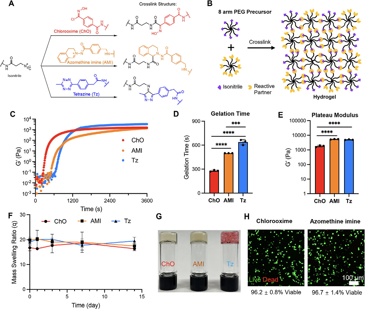 Comparison of three isonitrile-based reactions for hydrogel formation, showing gelation speed, stiffness, stability, and cell viability