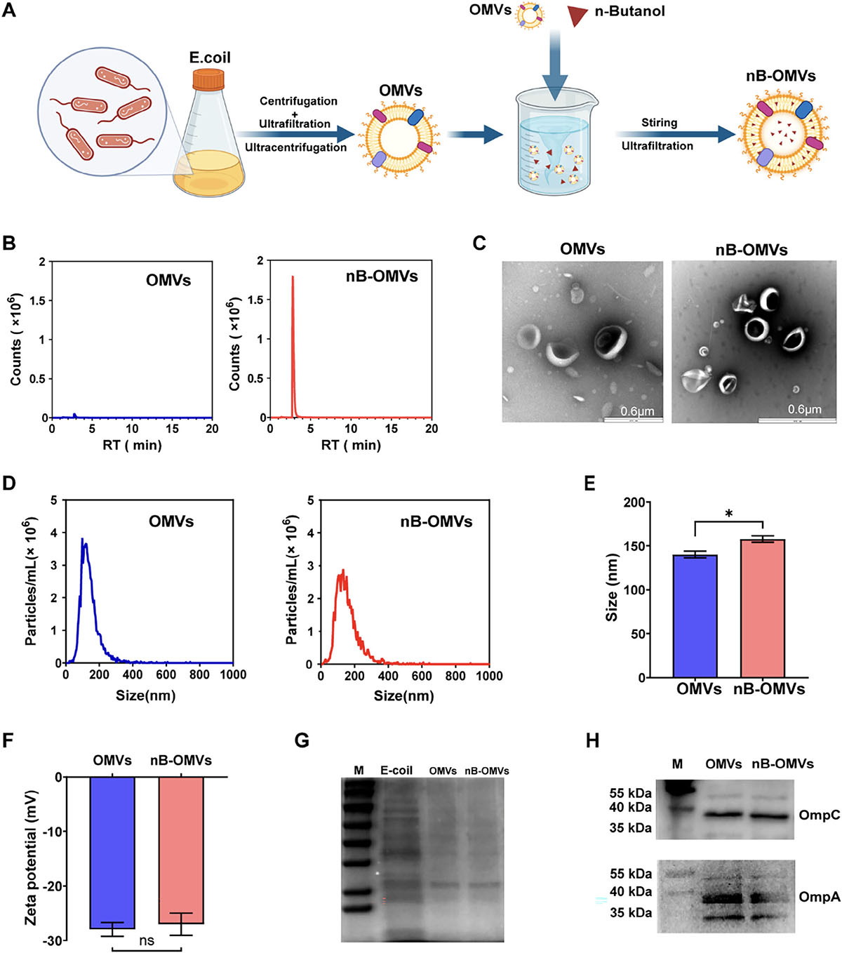 preparation and effect of outer membrane vesicles