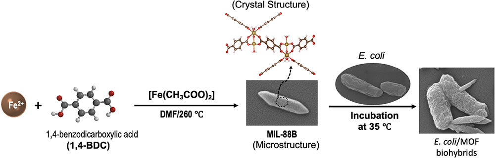 Schematic illustration of the chemistry for the preparation ofMIL-88B(Fe)-MOF and the formation of the biohybrids, E.coli/MIL-88B(Fe)-MOFs.
