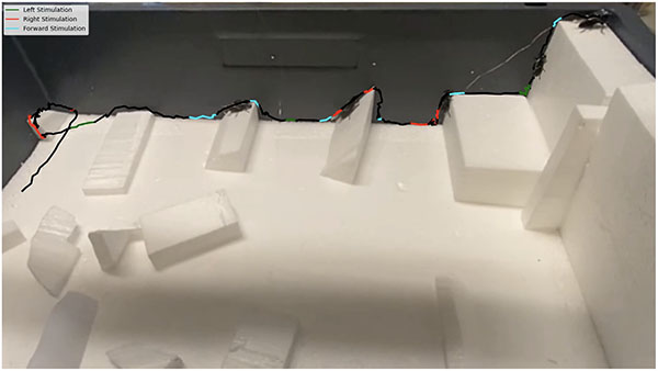 Zoborg cyborg insect Navigation in a complex environment
