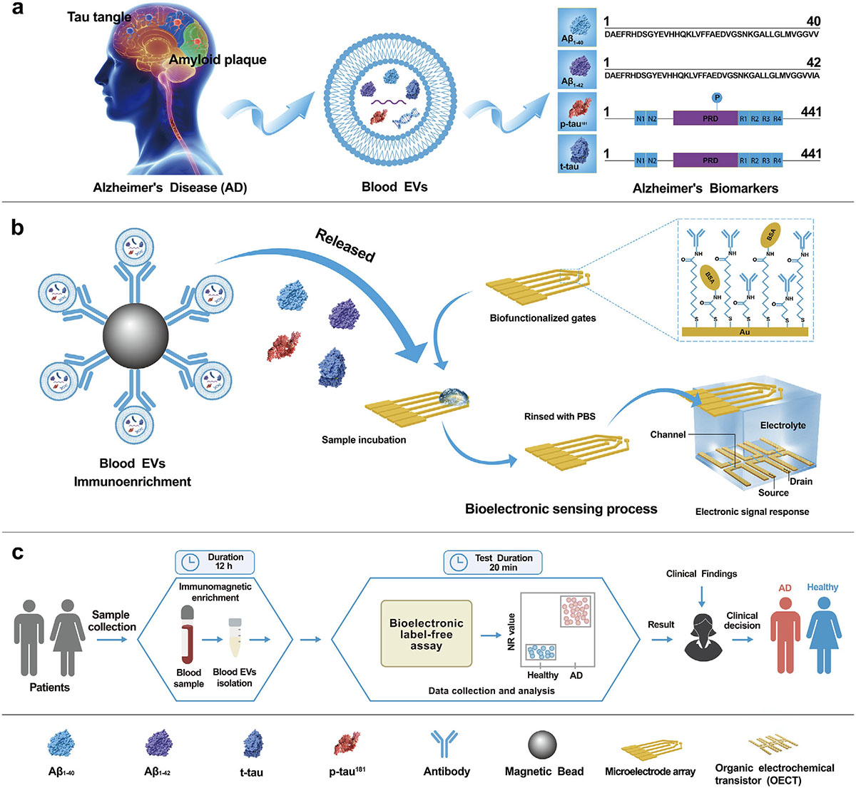 Schematic illustration of bioelectronic label-free platform for detecting core Alzheimer’s disease biomarkers in blood EVs