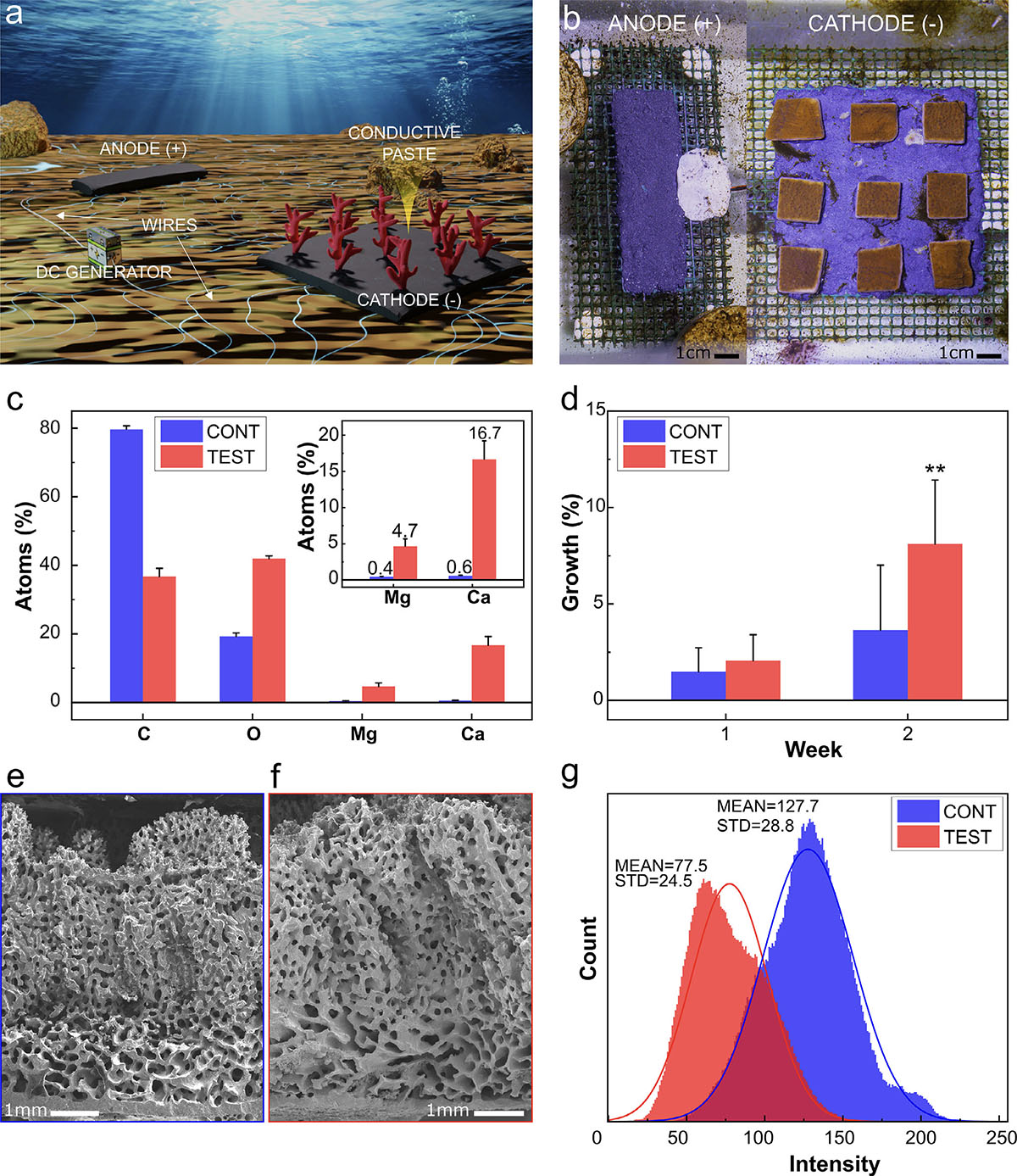 Scheme showcasing mineral accretion technology (MAT) setup