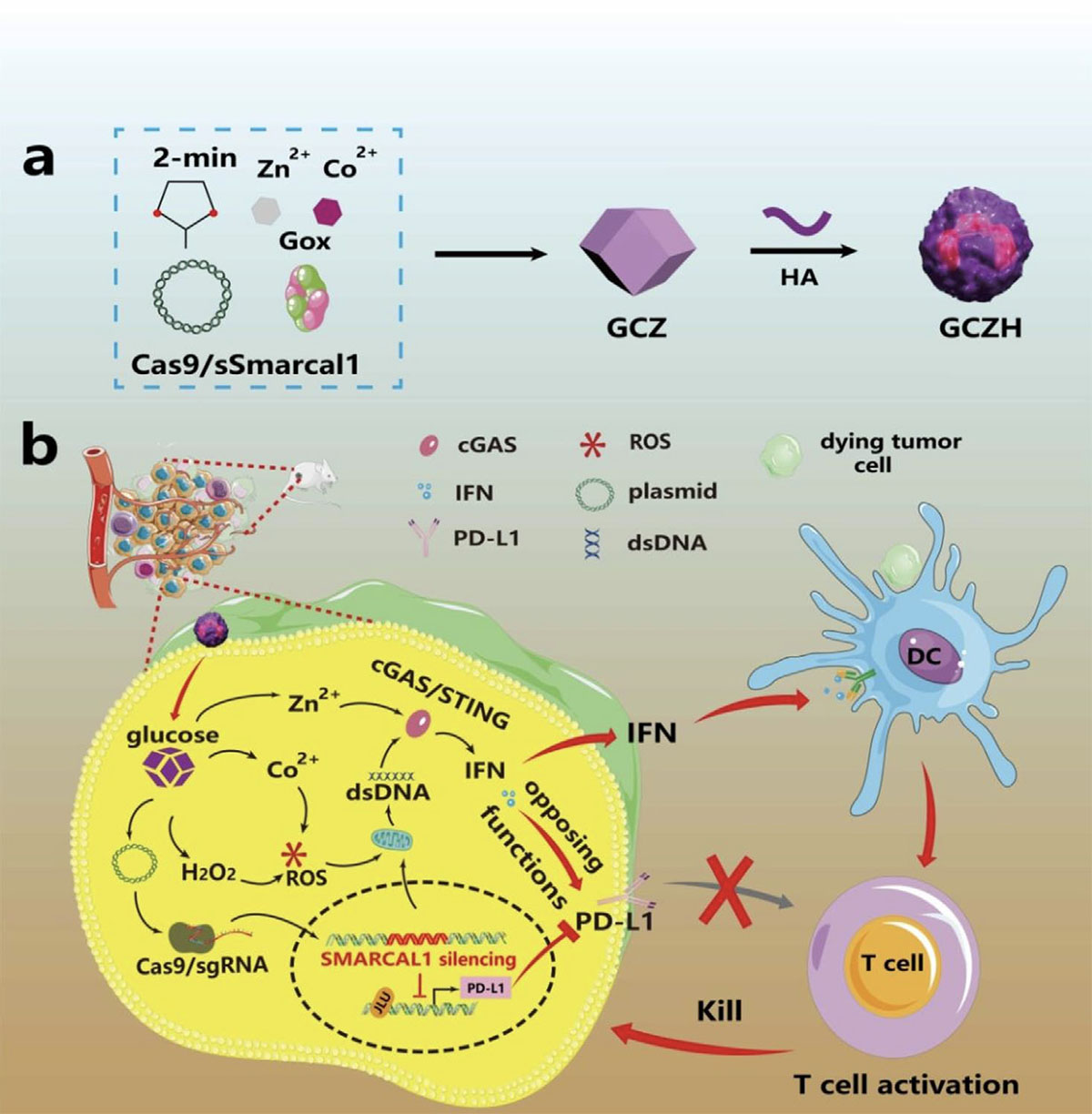 schematic illustration of glucose-responsive gene editing of SMARCAL1 for synergistically enhancing STING-mediated cancer immunotherapy