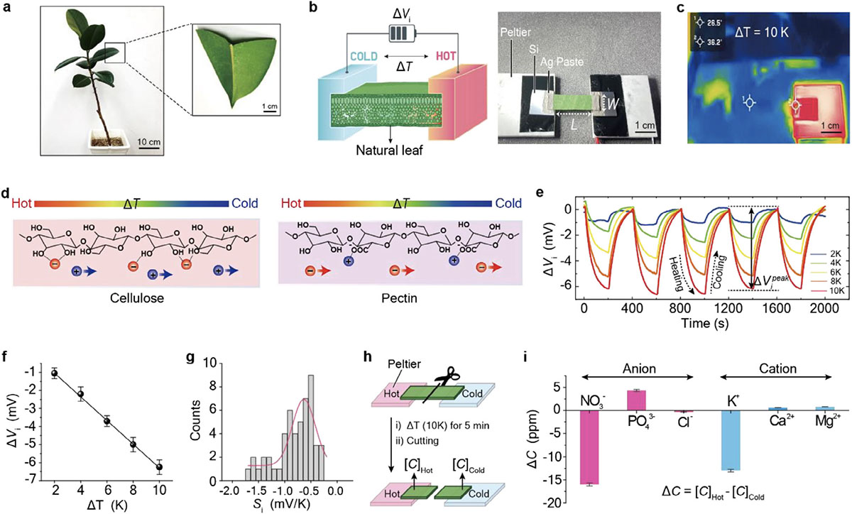 Experimental setup and ionic thermovoltage analysis of leaves