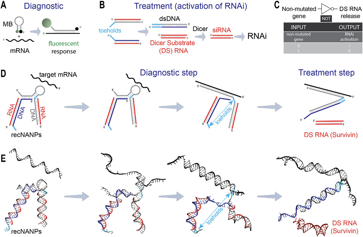 Modular four-stranded reconfigurable nucleic acid nanoparticles (recNANPs) for conditional activation of therapeutic RNAi responses upon intracellular interaction with a target mRNA