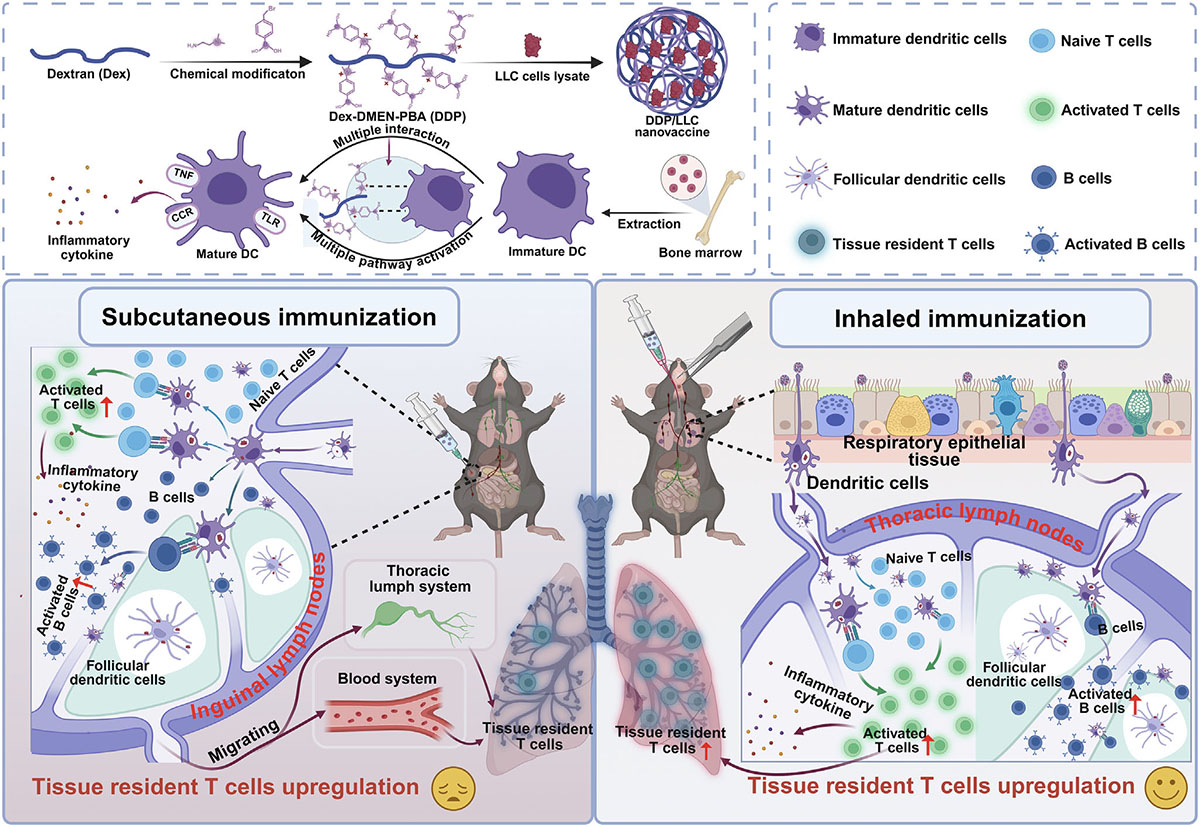 Schematic illustration of DDP/LLC nanovaccine designed to prevent the progression of lung cancer
