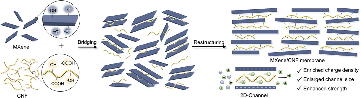 Schematic of MXene/CNF membrane (MCM) fabrication.