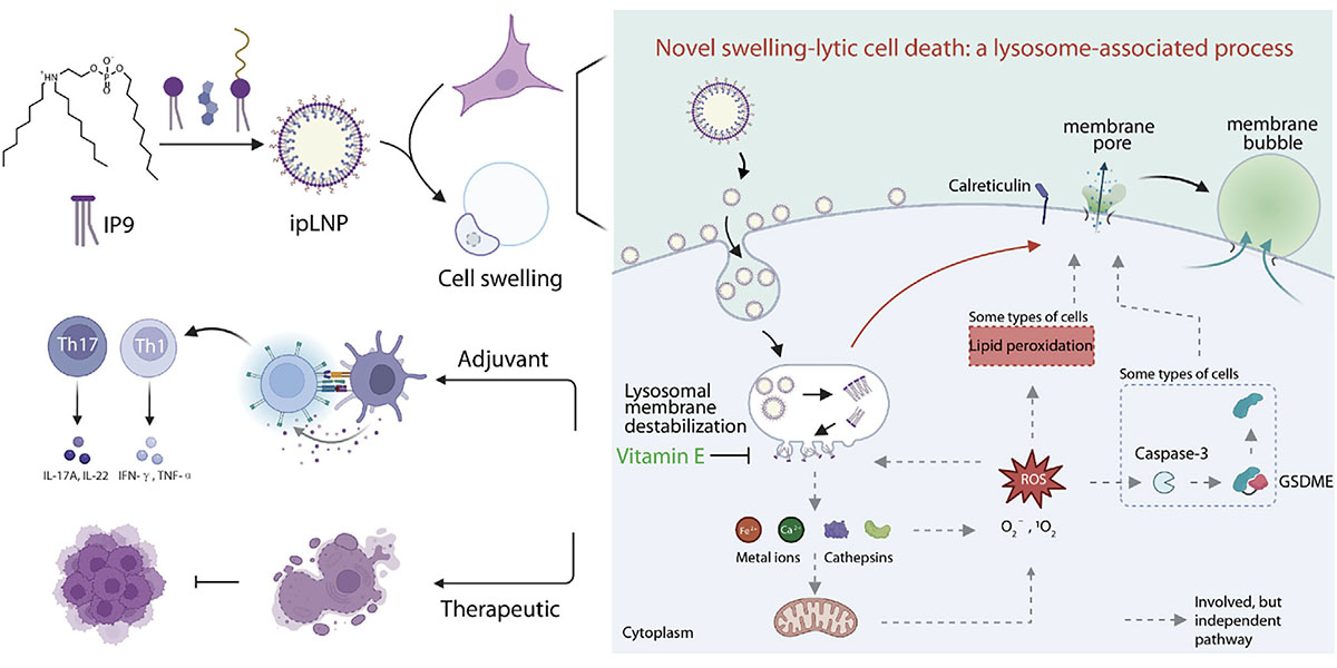 Schematic of cargo-free ipLNP-induced cell death, involving morphology, mechanism, and potential application
