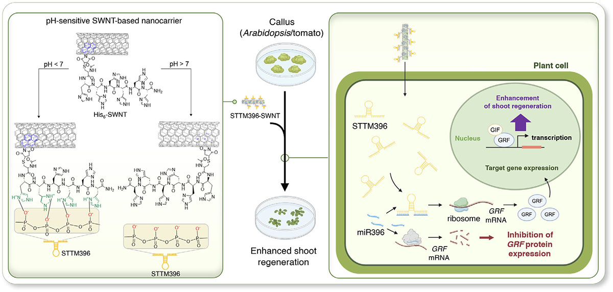 diagram shows how the new nanotube system helps plants grow shoots more efficiently