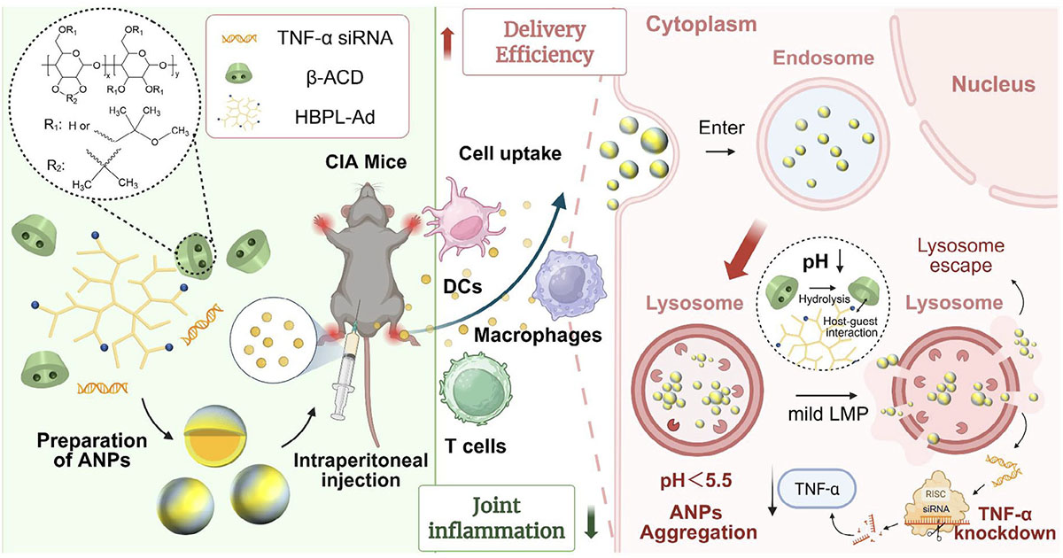 Schematic illustration of acid-triggered nanoparticle aggregation within lysosomes of immune cells, facilitating lysosomal escape, efficient TNF-𝛼 silencing and joint inflammation regulation of collagen-induced arthritis (CIA) mice