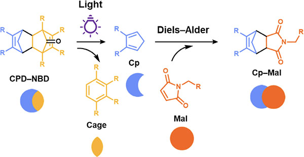 Chemical process involved in these on-demand cleavages of a general CPD–NBD adduct under light irradiation to produce Cp and subsequent conjugation with maleimide (Mal)