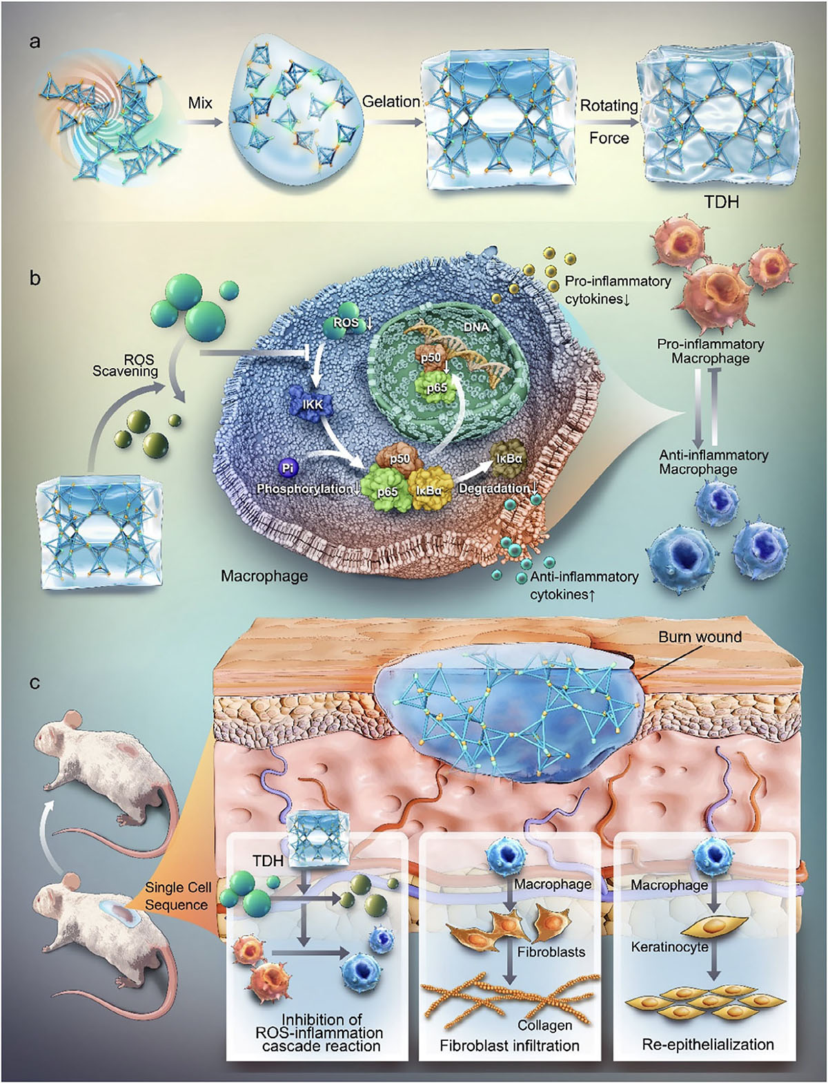 Scheme of DNA hydrogel based on tetrahedral framework nucleic acids developed for skin regeneration