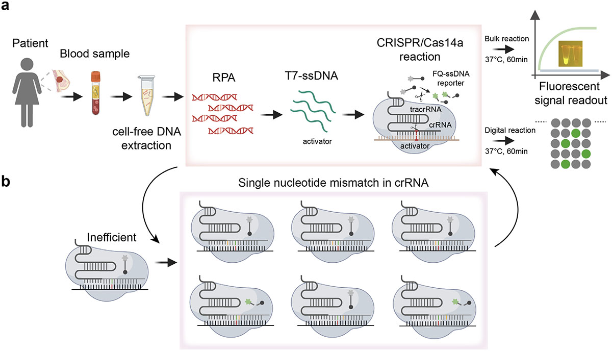 Workflow of the TIDE-Cas14a system