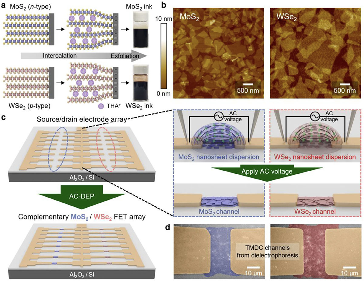 Fabrication of complementary logic circuits via AC-DEP-assisted deterministic assembly of solution-processed 2Dsemiconducting nanosheets
