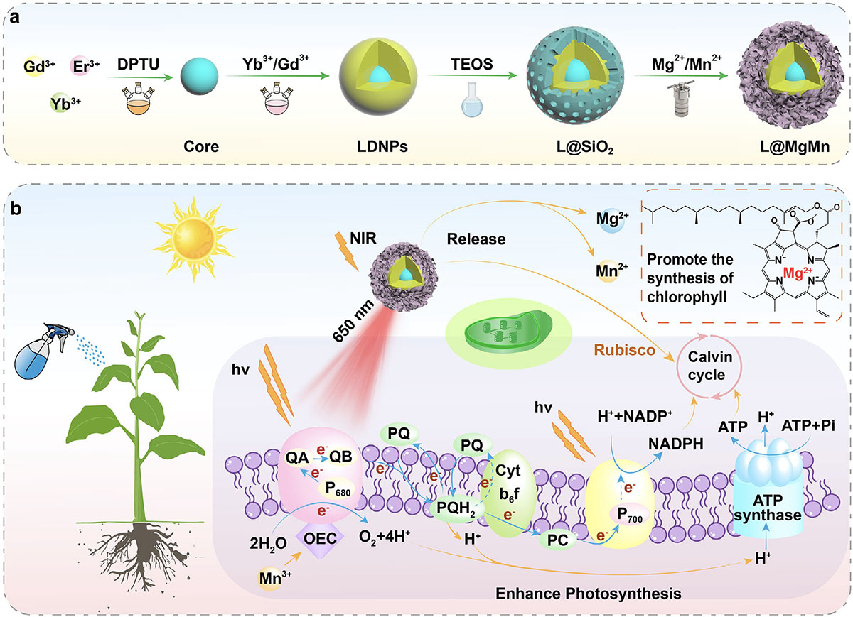 Schematic diagram showing the preparation and workings of nanophotofertilizer
