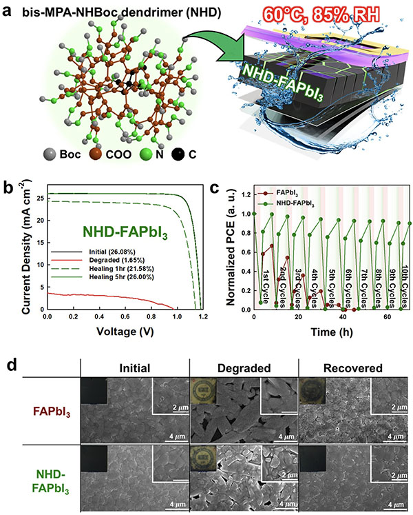 >Repeatable self-healing properties of perovskite solar cells with multifunctional dendrimer