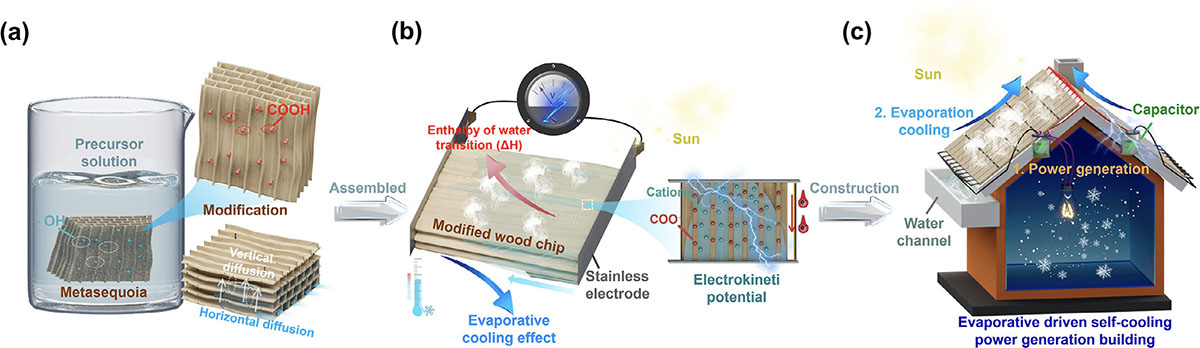 Schematic diagram of the construction and application of a metasequoia wood-based dual-effect platform