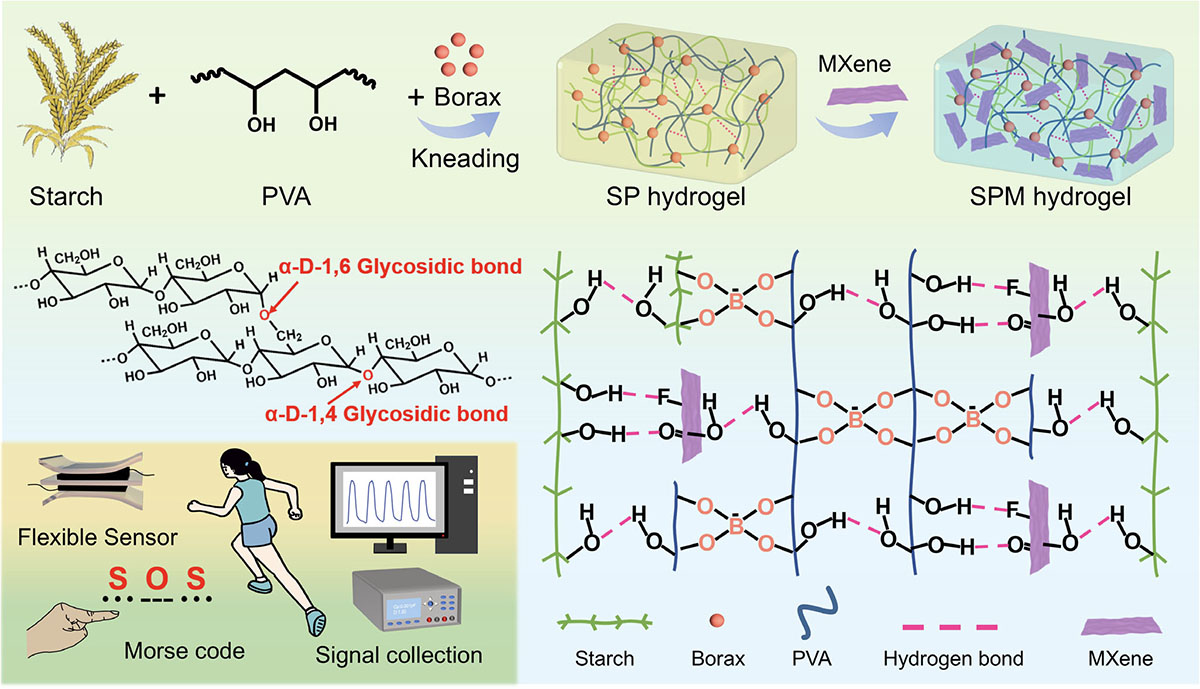 Schematic illustration of the preparation process of the SPM hydrogel.