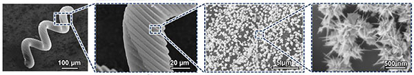 SEM images of microrobot, and the magnified view of its tip that shows the growth and distribution of Au nanospikes